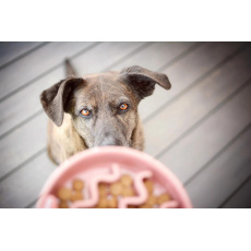 Calidu Keramischer Anti-Schling-Napf Ocean 1 Stk.